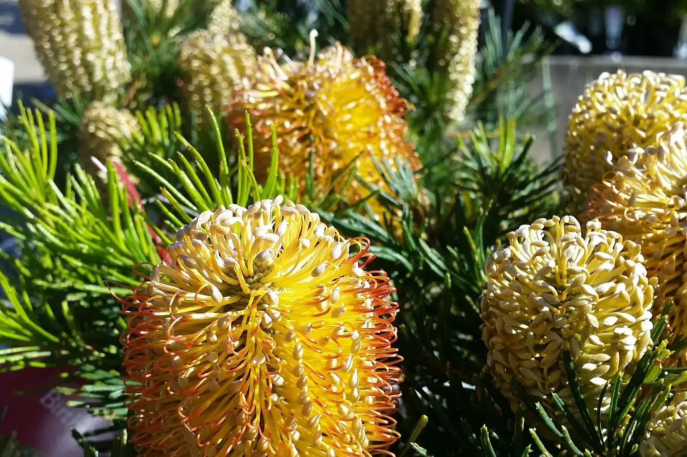 Banksia spinulosa \\'Birthday Candles\\' is a dense and compact small shrub and stands up well to drought and summer conditions in the North East.