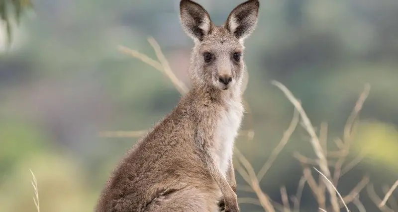 Big fine stands for kangaroo cruelty