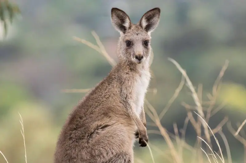 MASSACRE: A Northern Victoria man pleaded guilty to killing 71 eastern grey kangaroos on his property in 2021. PHOTO: The Australian Museum