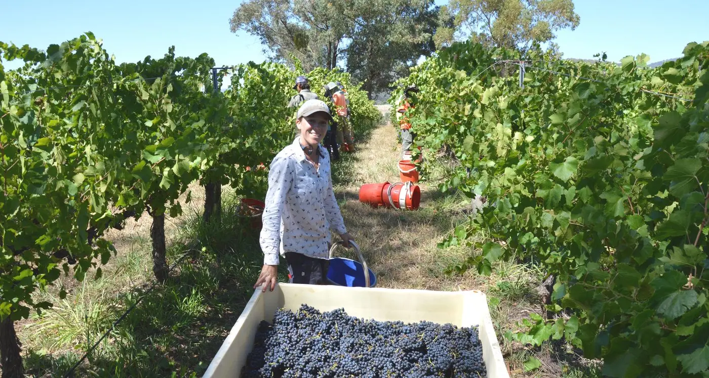 Signs are good for exceptional 2025 vintage in King Valley