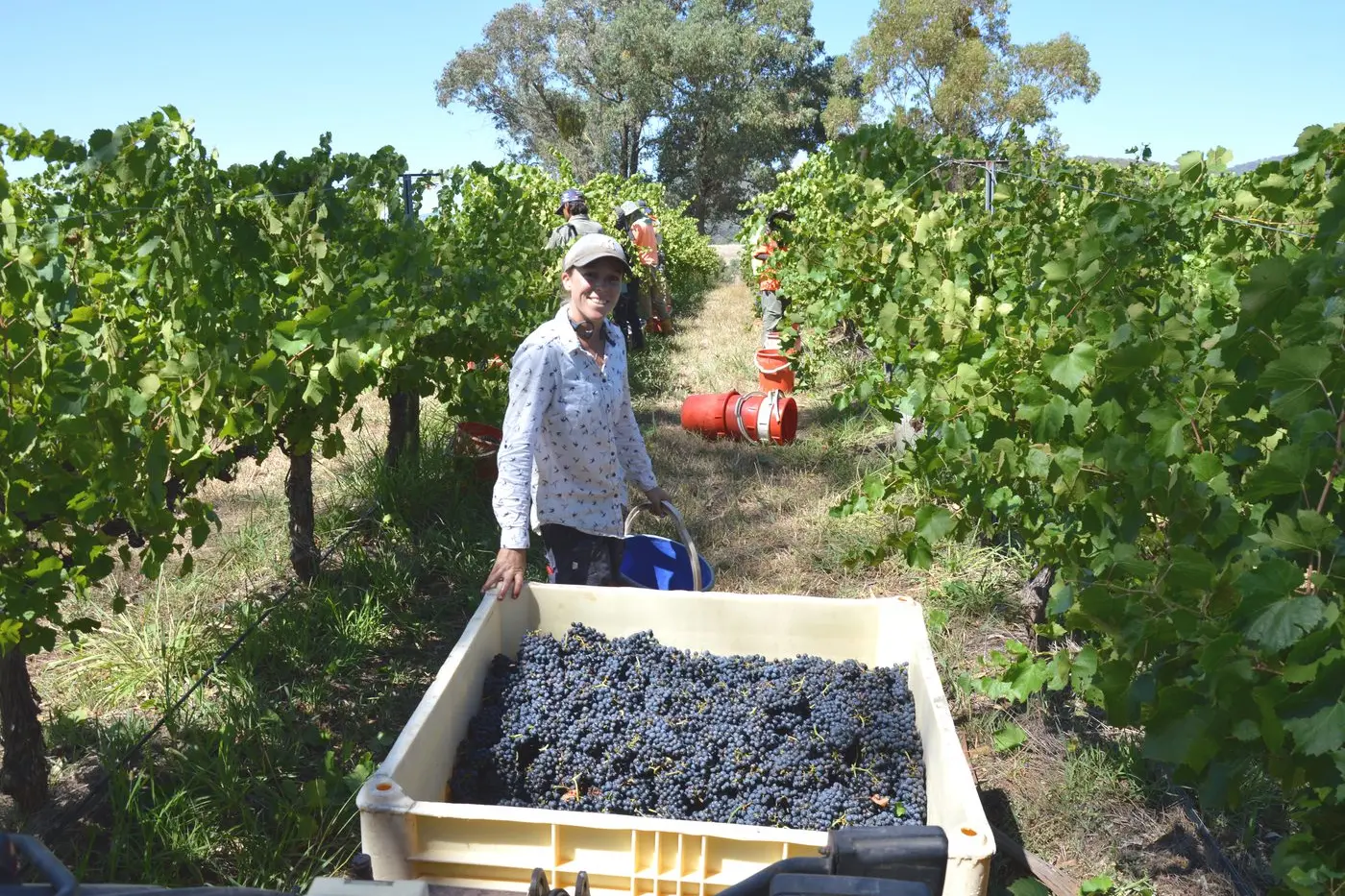 QUALITY FRUIT: Most wineries in the King Valley appear to be running ahead of schedule this season, including Darling Estate Wines, where gamay was being harvested by Grace Darling and her team. PHOTO: Anita McPherson