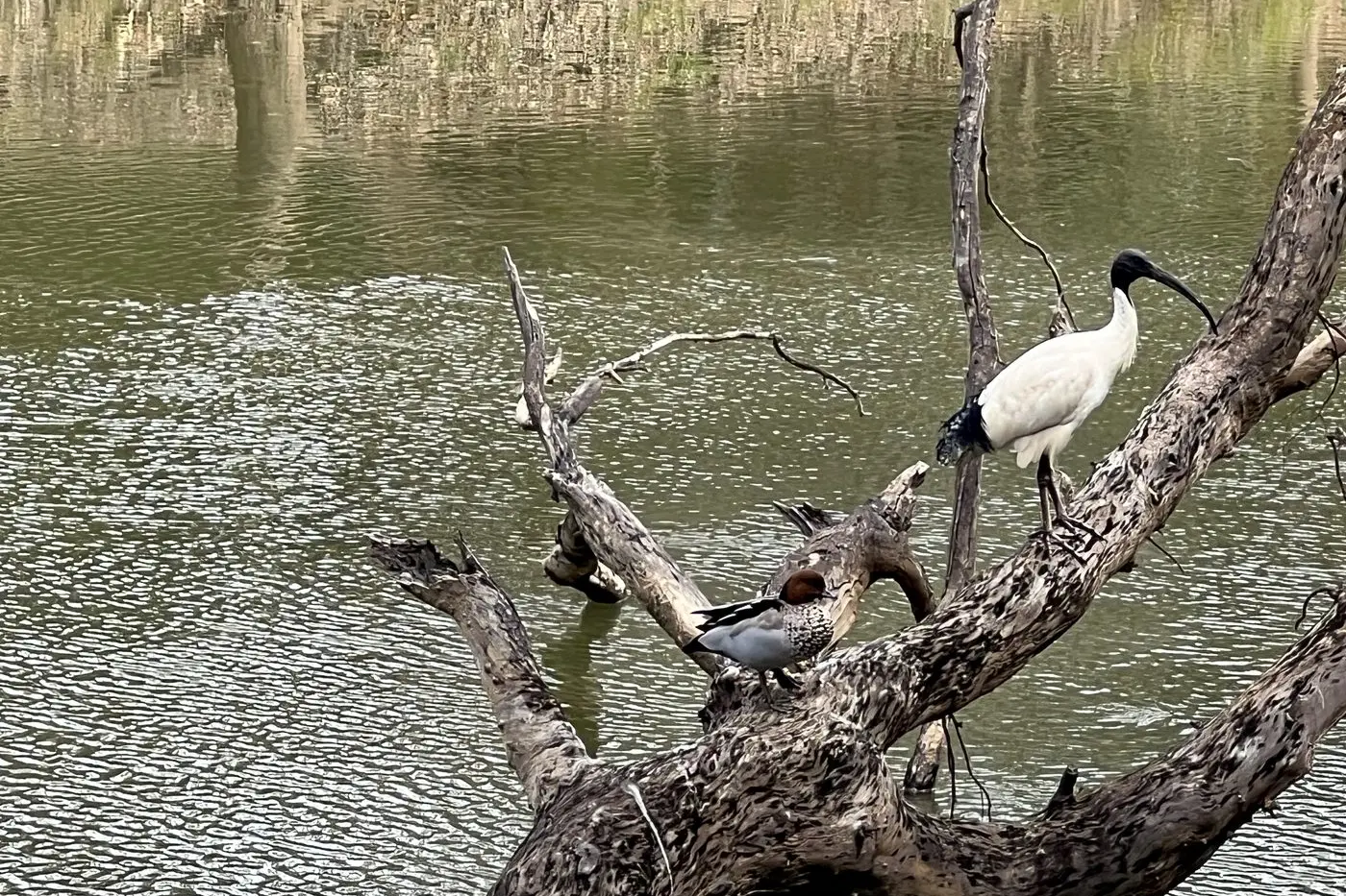 COOL START: The Ovens River at Wangaratta rose slightly after recent rainfall.