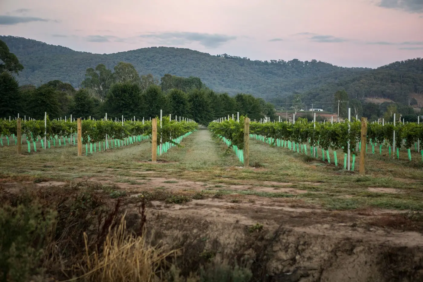 INCENTIVE TO HELP: The district\\u2019s vignerons have welcomed a cash incentive to attract more fruit pickers. PHOTO: Marc Bongers 