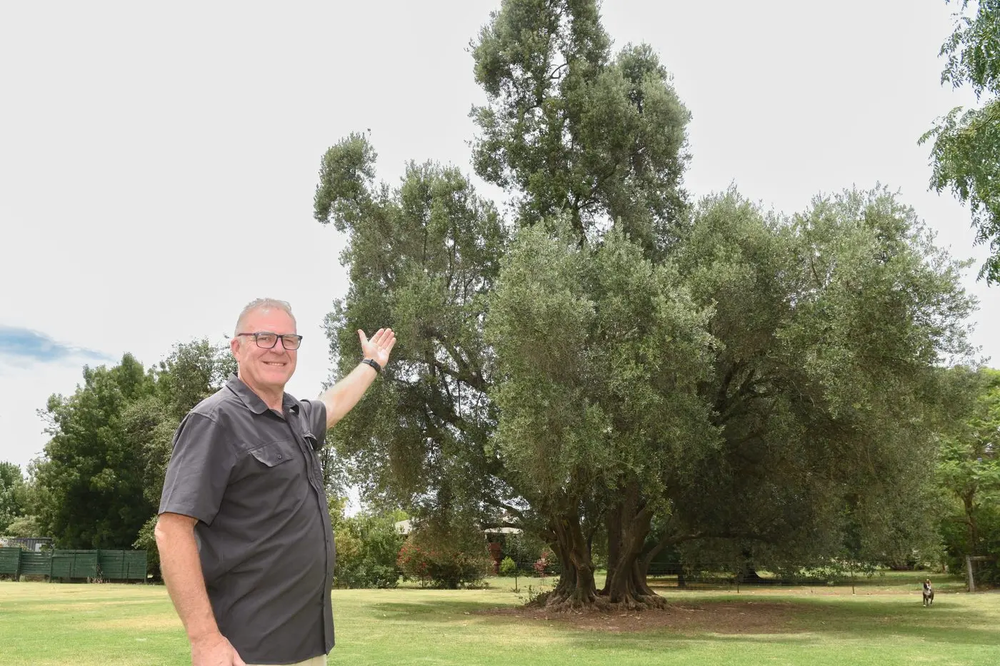 SIGNIFICANT SPECIMEN: Owner of the Plough Inn, Phil Lithgow, is proud to preserve the more than 160 year old olive tree on the Plough Inn\\'s grounds. PHOTO: Kurt Hickling 