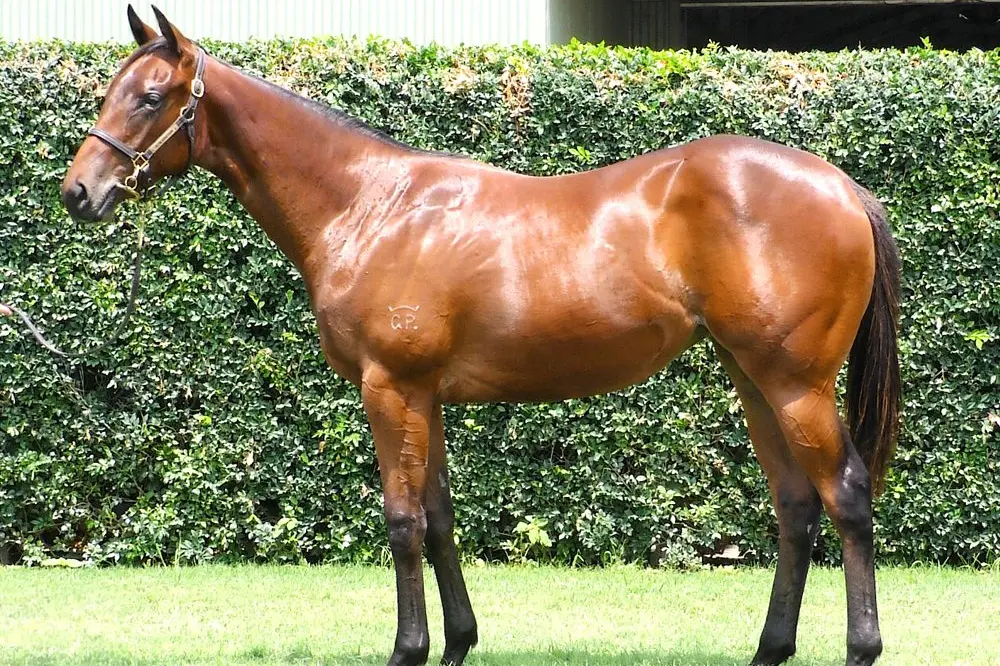 SPIRITED RUNNER: Andrew Dale\\'s \\'Forgotten Spirit\\' will race in the $3 million Magic Millions 2YO Classic at Aquis Park on Saturday. PHOTO: Magic Millions