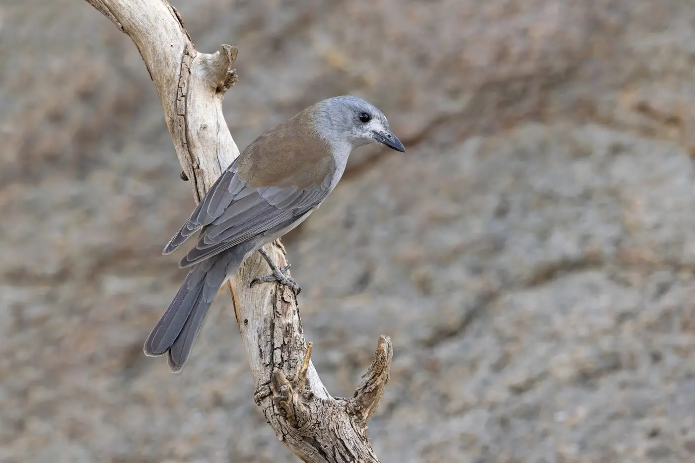 UBIQUITOUS: A male Grey Shrike-thrush, identified by his white lores above the beak, and extensive brown back, perched low as it searches for food. PHOTO: Chris Tzaros (Birds Bush and Beyond)