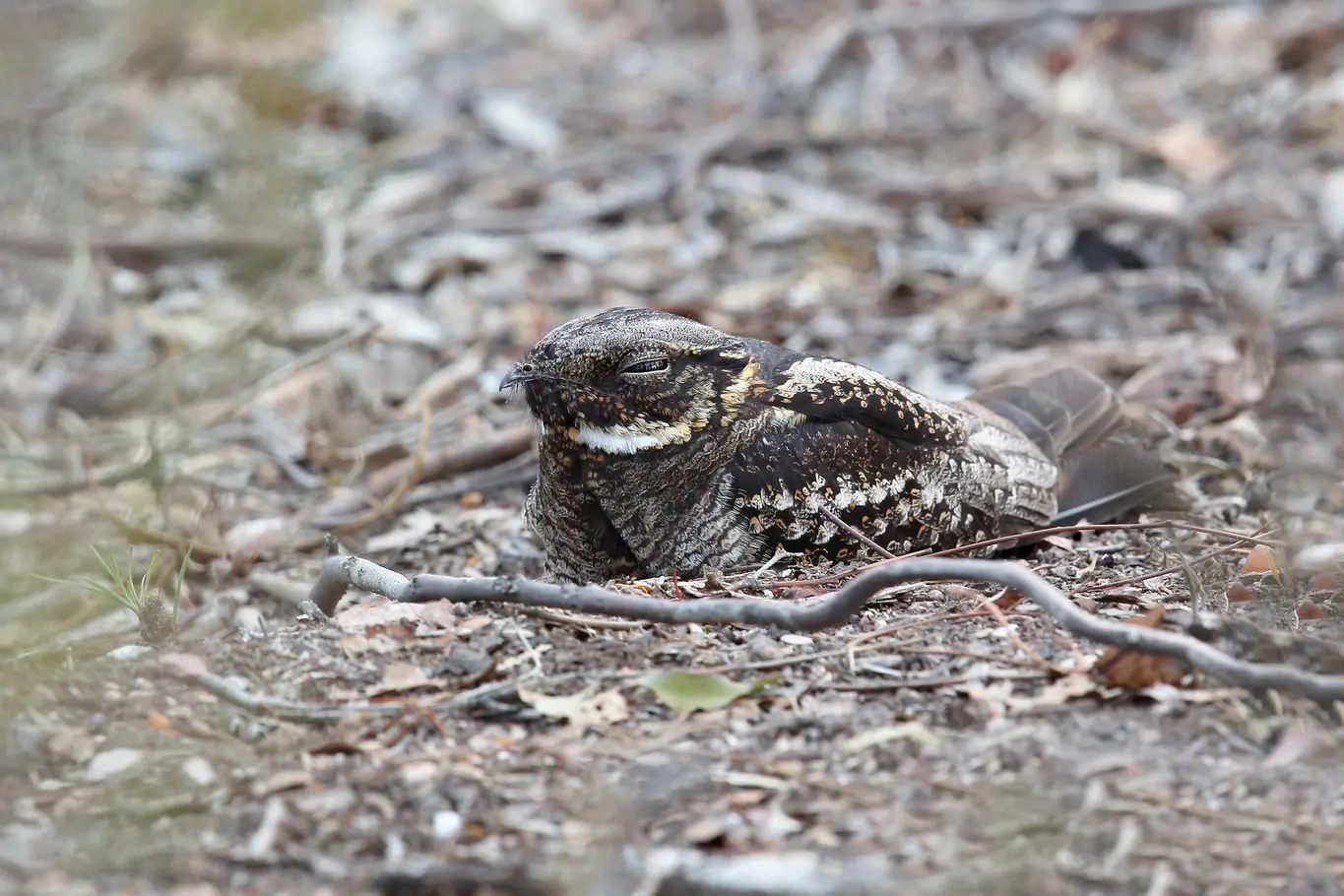 SPOT ME IF YOU CAN: The secretive White\\u2013throated Nightjar lies motionless on the forest floor with eyes slightly ajar, ever watchful for intruders and potential predators. PHOTO: Chris Tzaros (Birds Bush and Beyond) Id:39887