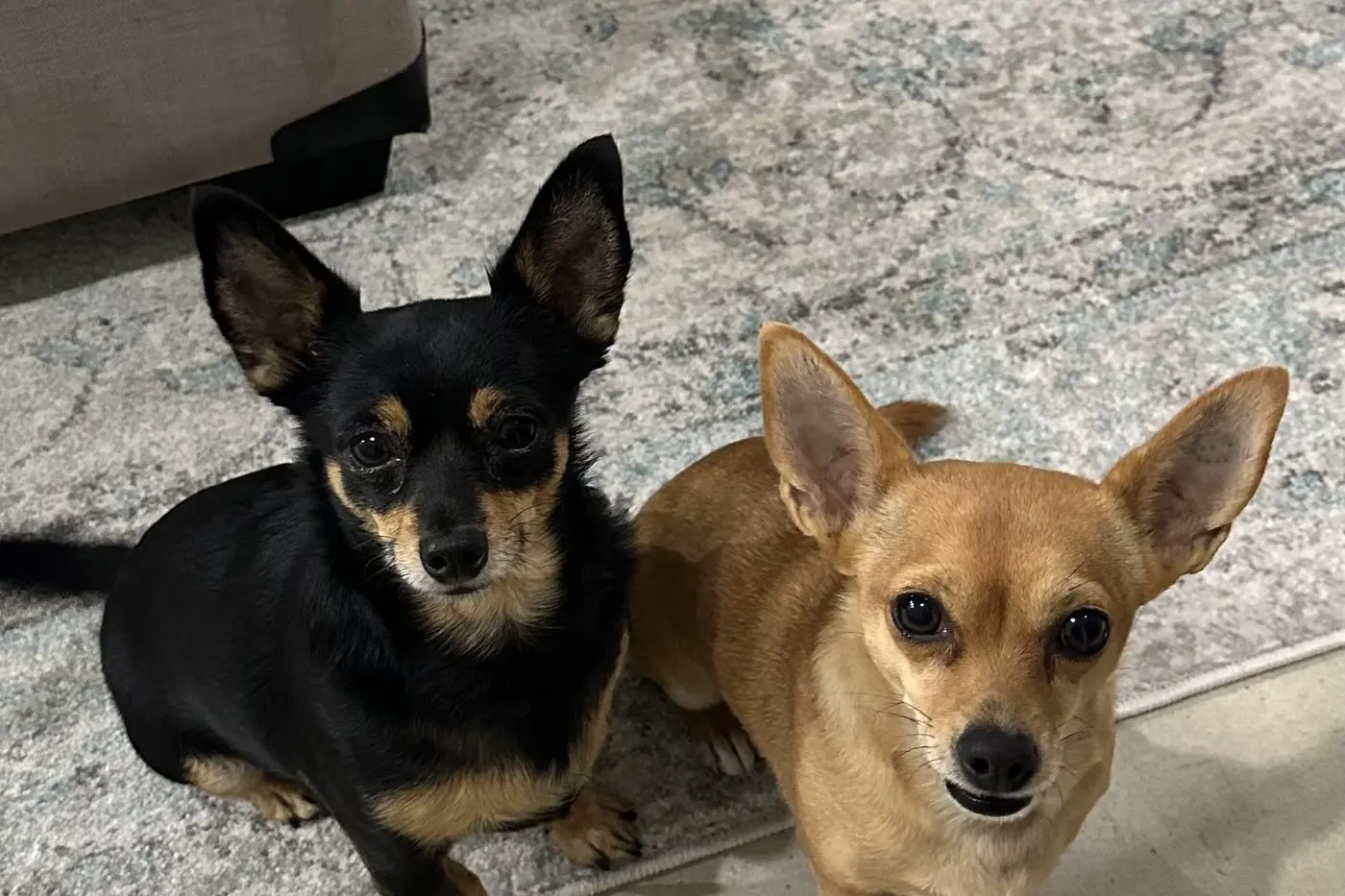 MISS YOU: A Northeast Health Wangaratta patient had to endure missing her two cute dogs, Tup and Mia, after she had no wifi connection to check up on her pets for a week while in hospital.