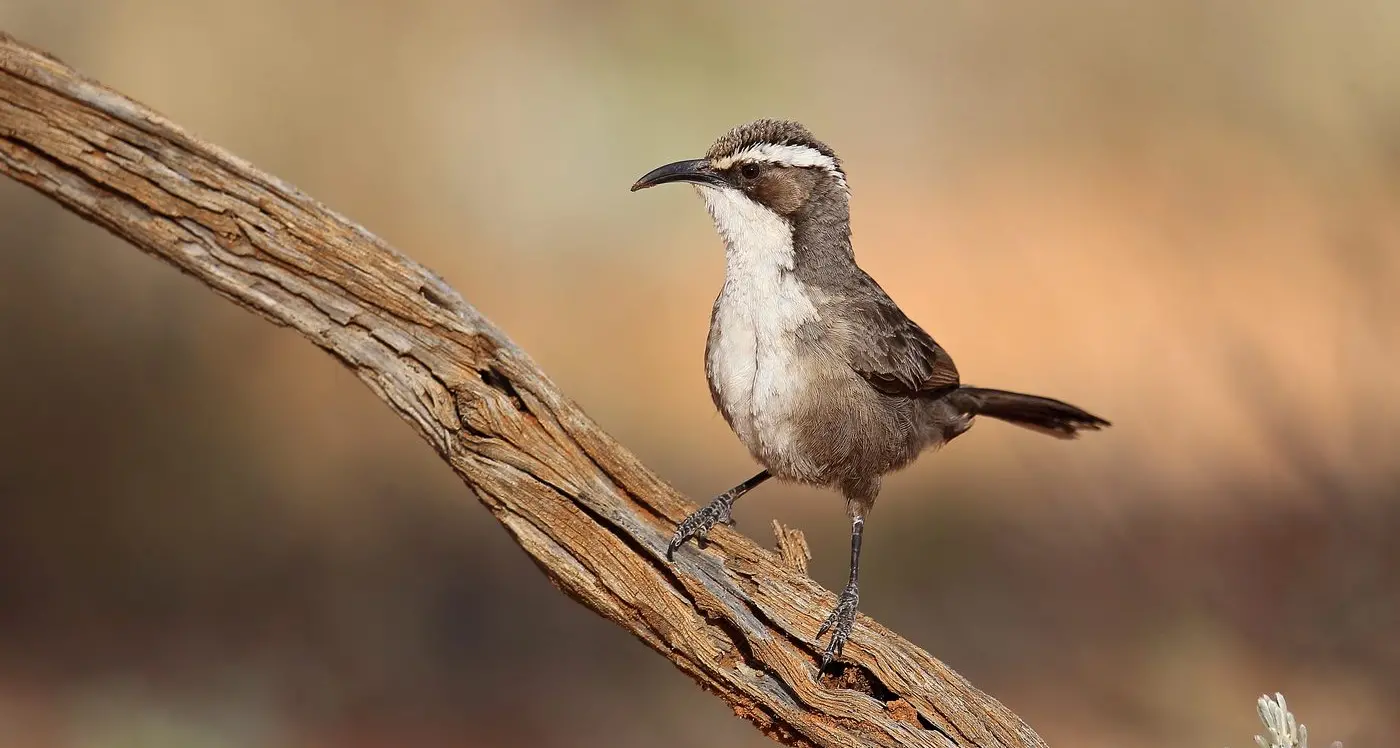 Living the family life – the White-browed Babbler