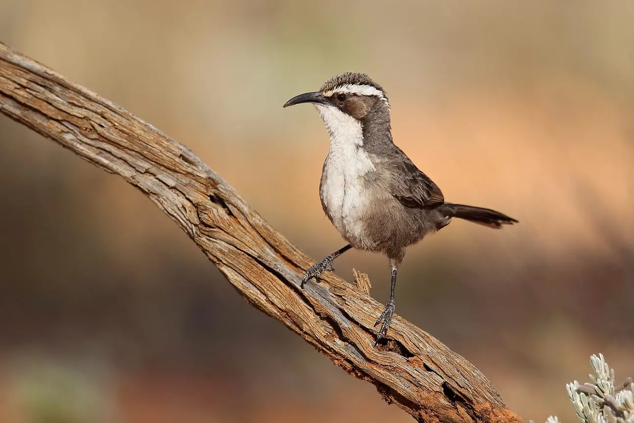 QUITE THE SOCIALITE: A White-browed Babbler cheekily investigates the photographer. PHOTO: Chris Tzaros (Birds Bush and Beyond)