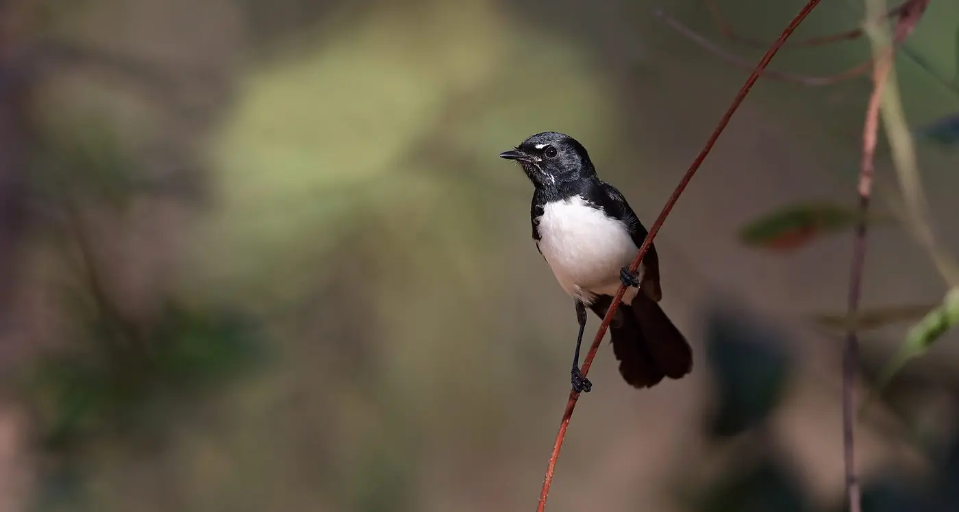 The twitchy Willie Wagtail