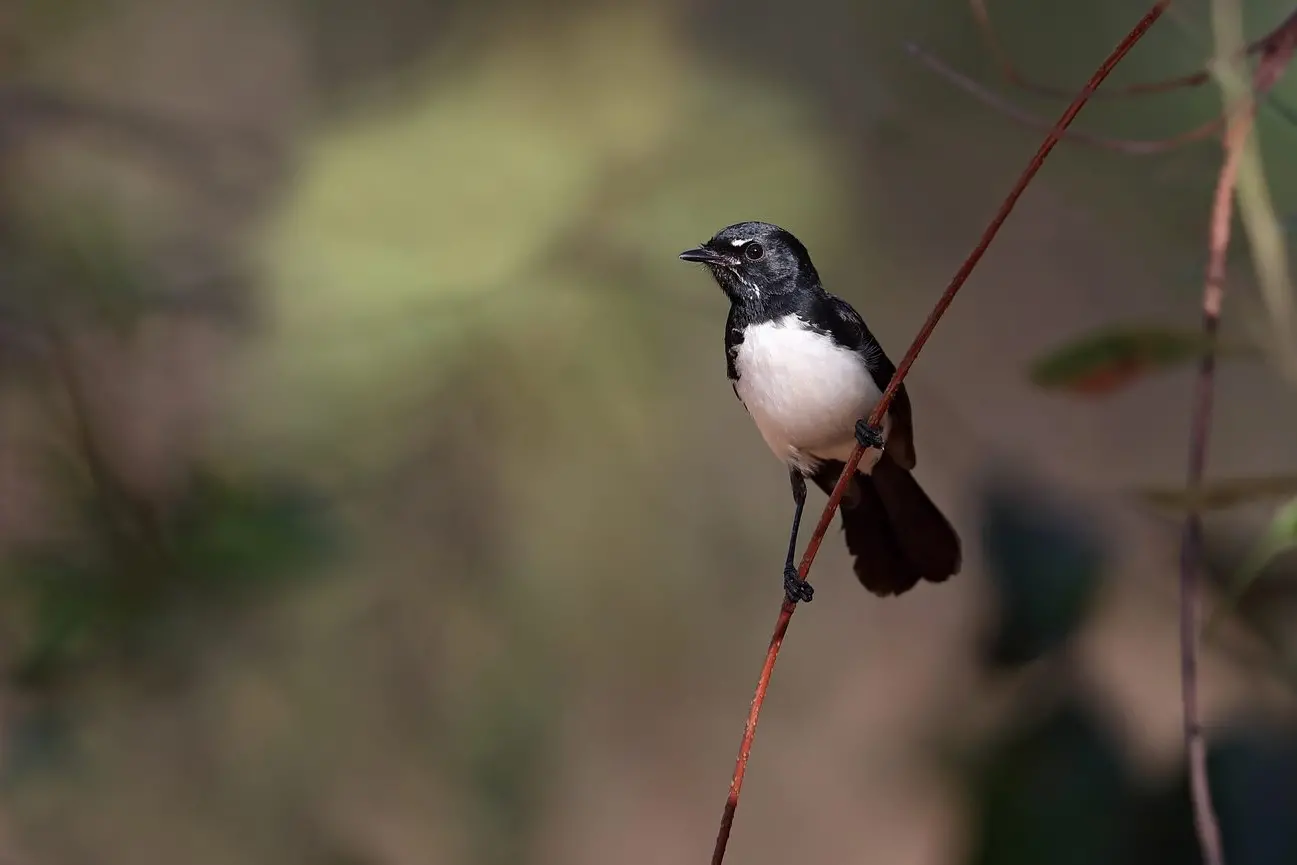 LOCAL FANTAIL: The Willie Wagtail. PHOTO: Chris Tzaros (Birds Bush and Beyond)