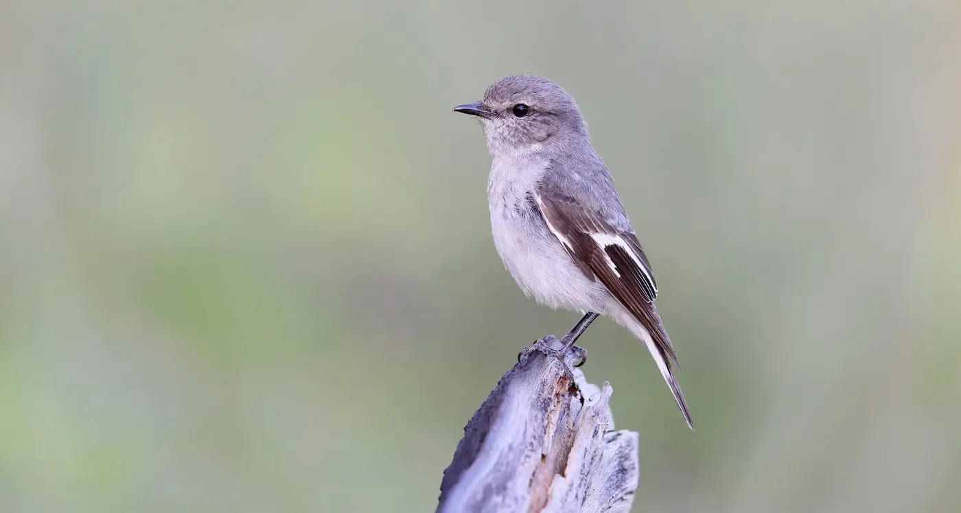 The Hooded Robin – a special bird of our woodlands