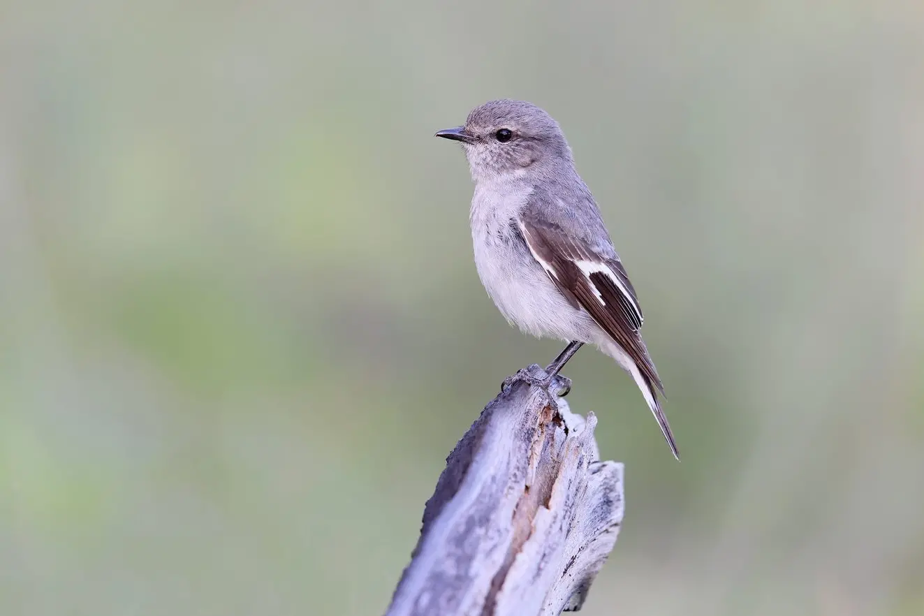 ON THE HUNT: A female Hooded Robin, characteristically perched on a low stick searching for food. PHOTO: Chris Tzaros (Birds Bush and Beyond)