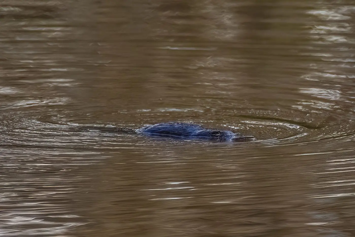 Webbed Feet Octopus Finding our webbed-feet friends