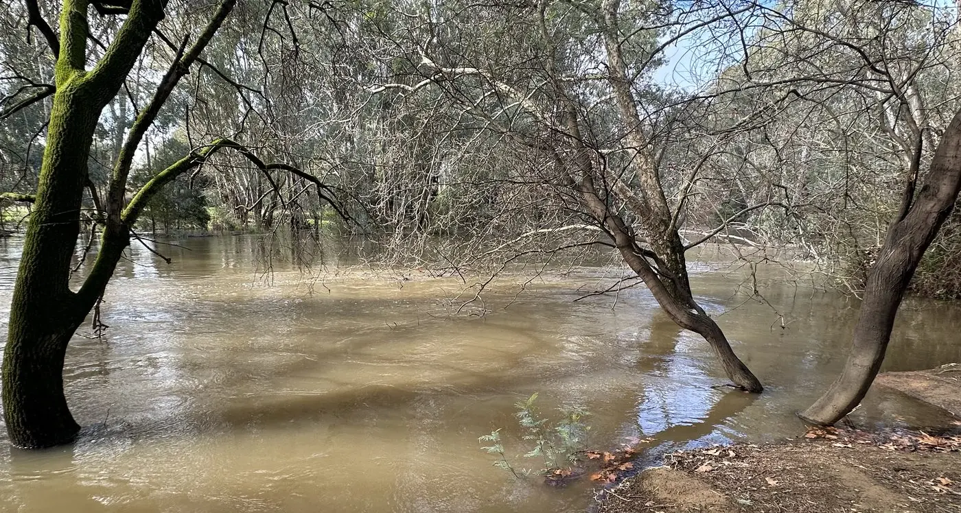 Ovens River rising to minor flood level