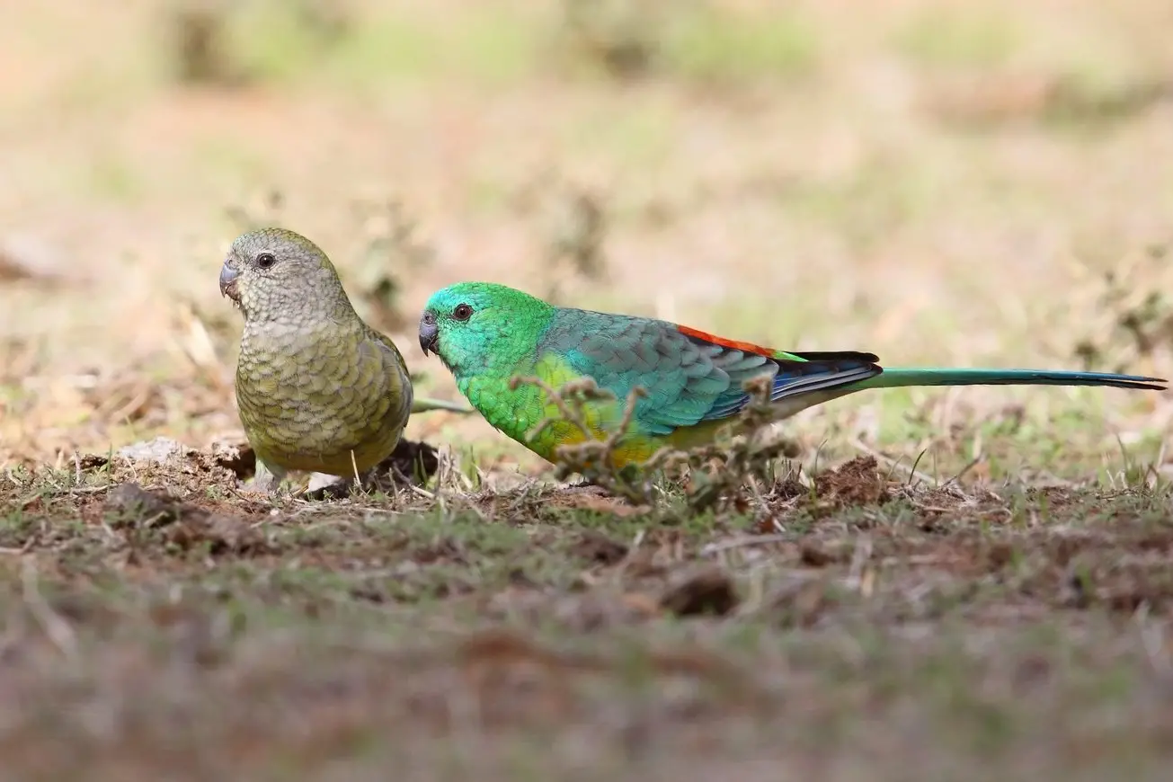 CLOSER LOOK: A pair of Red-rumped Parrots, one of the region\\u2019s more common but underrated birds. PHOTO: Chris Tzaros (Birds Bush and Beyond)