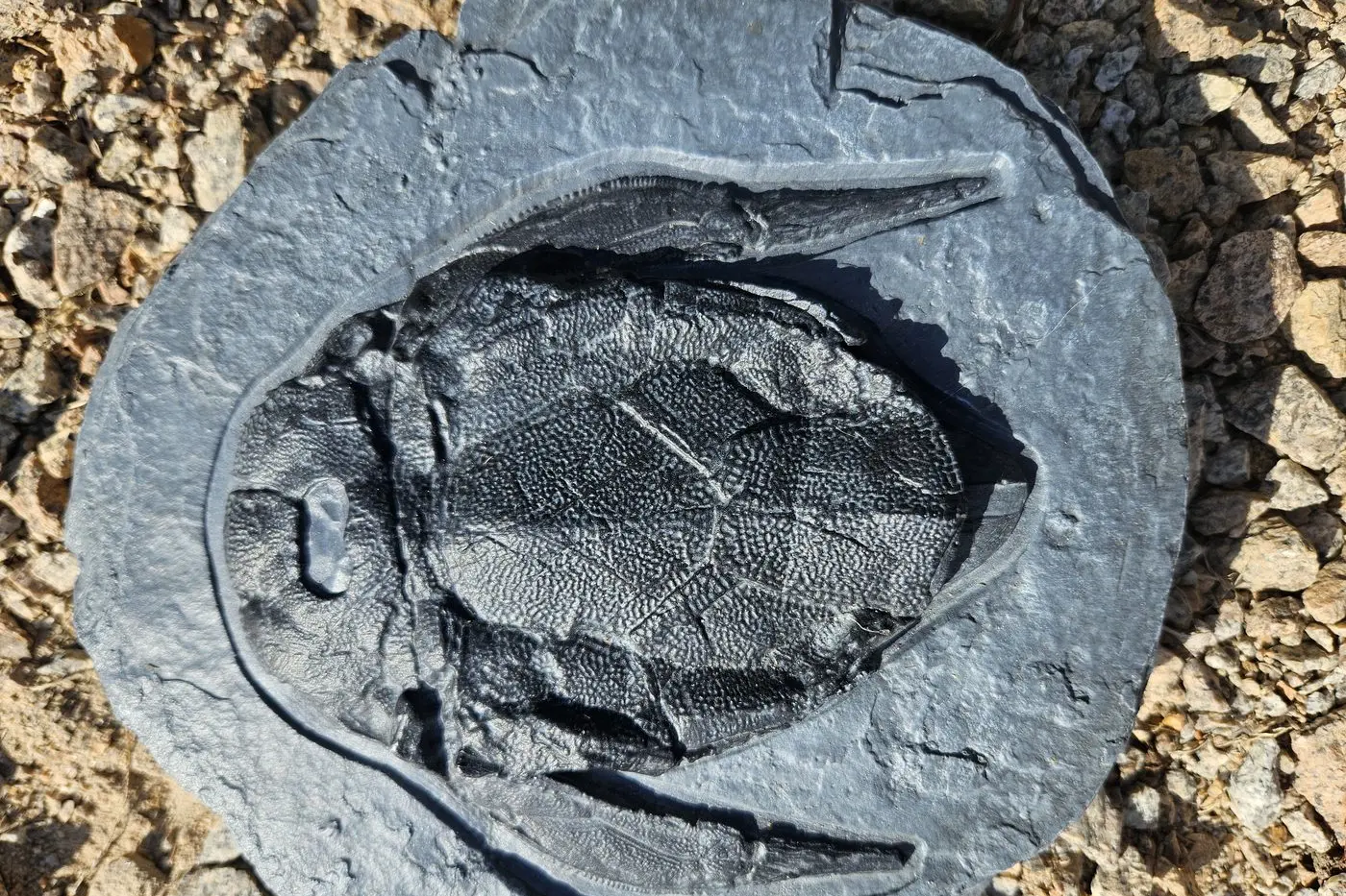 IN THE ROCKS: A Devonian fossil fish - the Bothriolepsis - discovered in the shire.
