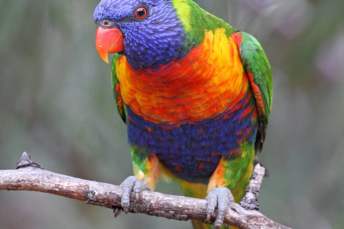 FRIEND OR FOE: Rainbow Lorikeets are certainly stunning birds, but are they welcome here in the north-east and what will their impact be?\\nPHOTO: Chris Tzaros (Birds Bush and Beyond)