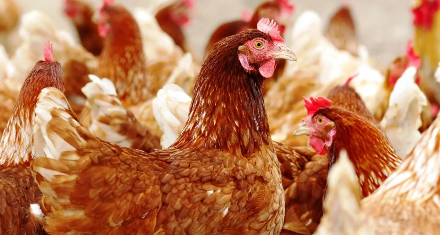 Keeping birds safe from disease this summer