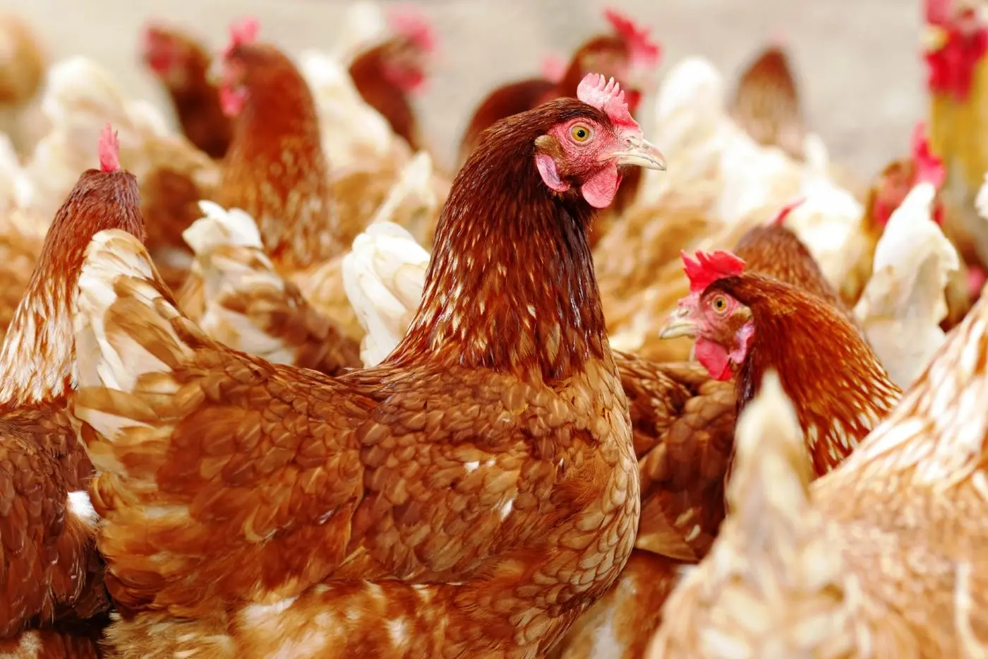 AVIAN AWARENESS: Agriculture Victoria has warned bird owners including backyard chooks to remain vigilant against disease.  Id:35694