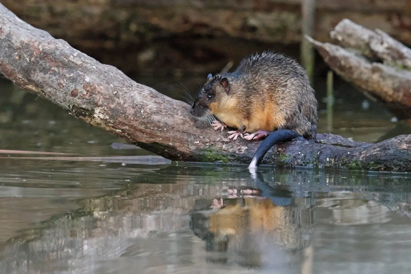 I\\'M NO RAT! Adult Rakali are typically around the size of a small ferret. Their white-tipped tail is a prominent feature which is easily seen while they are swimming around on the water\\u2019s surface.\\nPHOTO: Chris Tzaros (Birds Bush and Beyond)