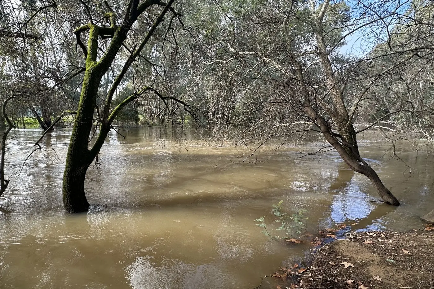 FLOOD WATCH: The Ovens River in Wangaratta experienced minor flooding during the last week of July following a heavy downpour. PHOTO: Bailey Zimmermann