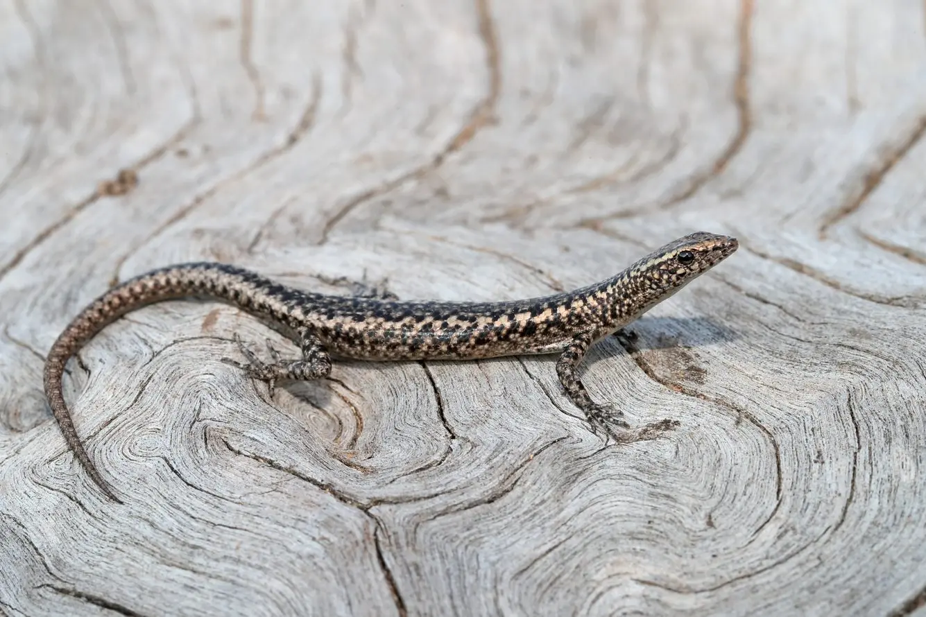 SPOT ME IF YOU CAN: Though distinctive with their metallic colours, the Ragged Snake\\u2013eyed Skink is hard to see due to its tiny size, speedy nature and rarity in this region. PHOTO: Chris Tzaros (Birds Bush and Beyond) Id:35442