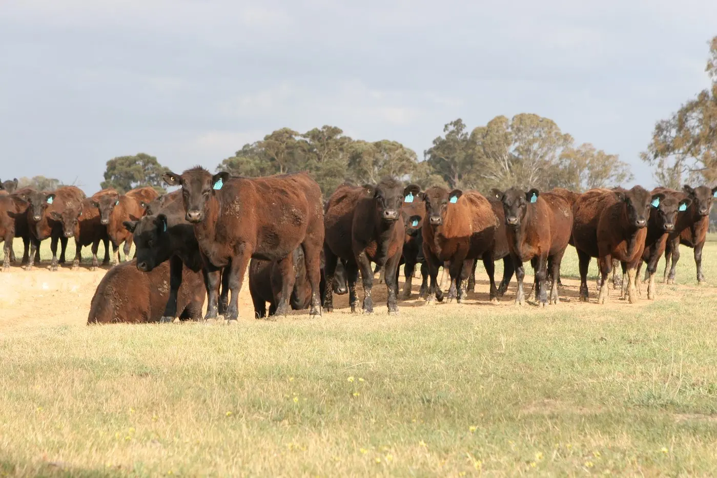 CATTLE: A marginal fall in cattle  prices is predicted in the first half of 2023. Id:35039