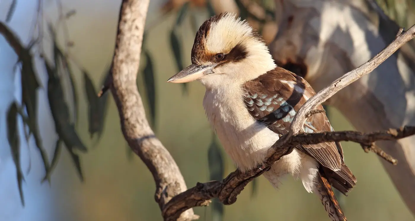 The Laughing Kookaburra
