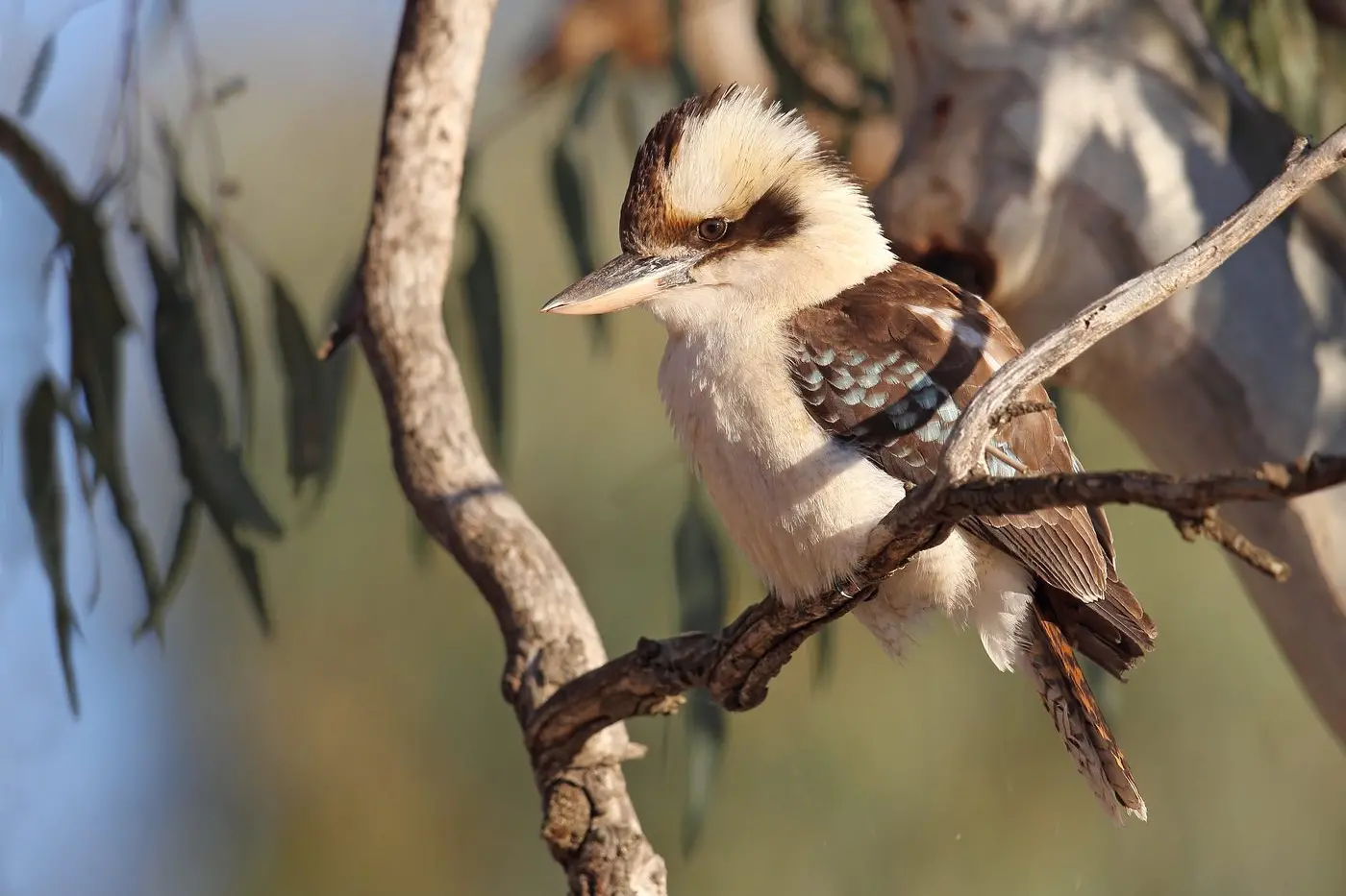 ON THE LOOKOUT: A beautifully coloured Laughing Kookaburra alert for possible prey. PHOTO: Chris Tzaros (Birds Bush and Beyond)