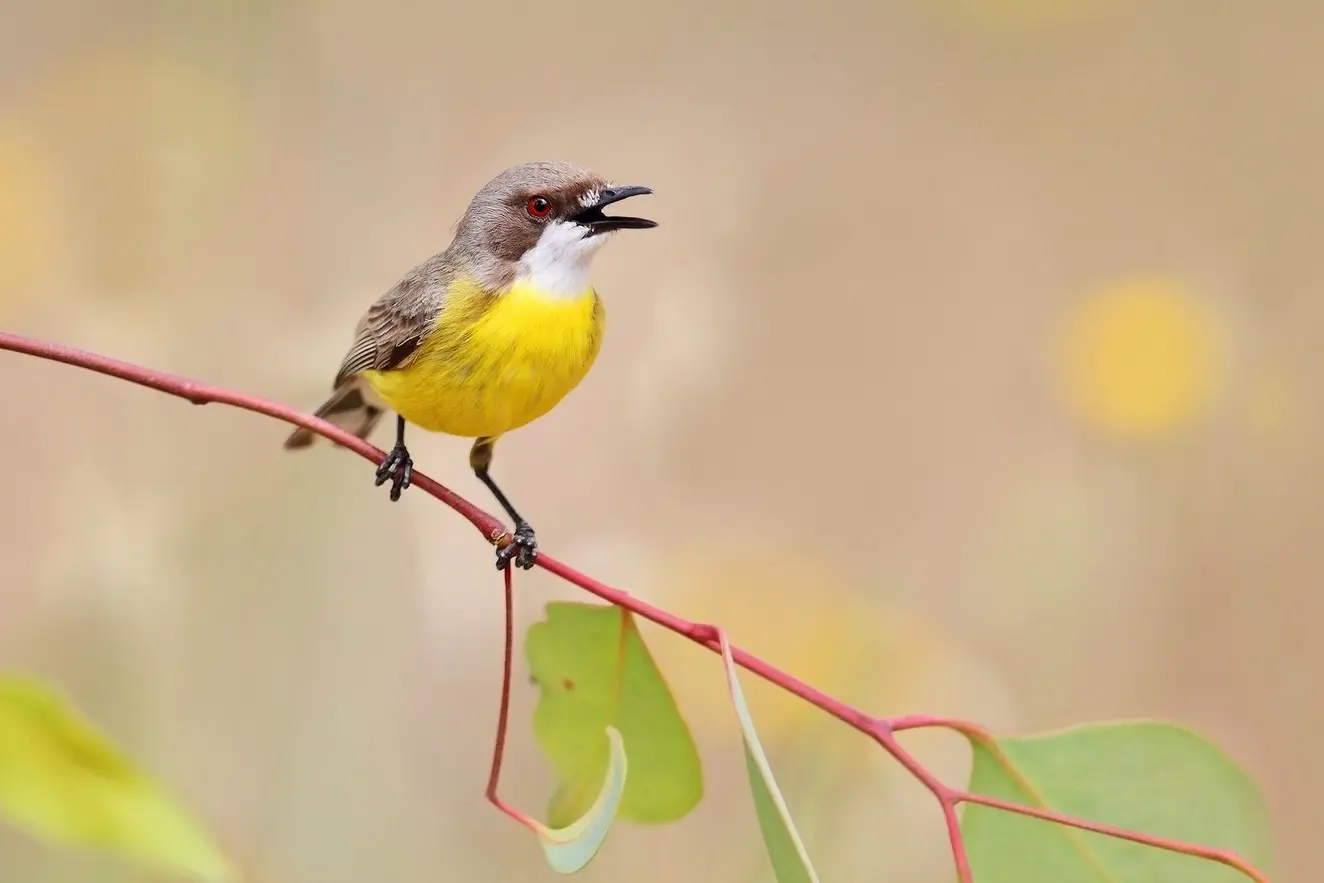 HEAR IT SING: A White\\u2013throated Gerygone singing. PHOTO: Chris Tzaros (Birds Bush and Beyond).