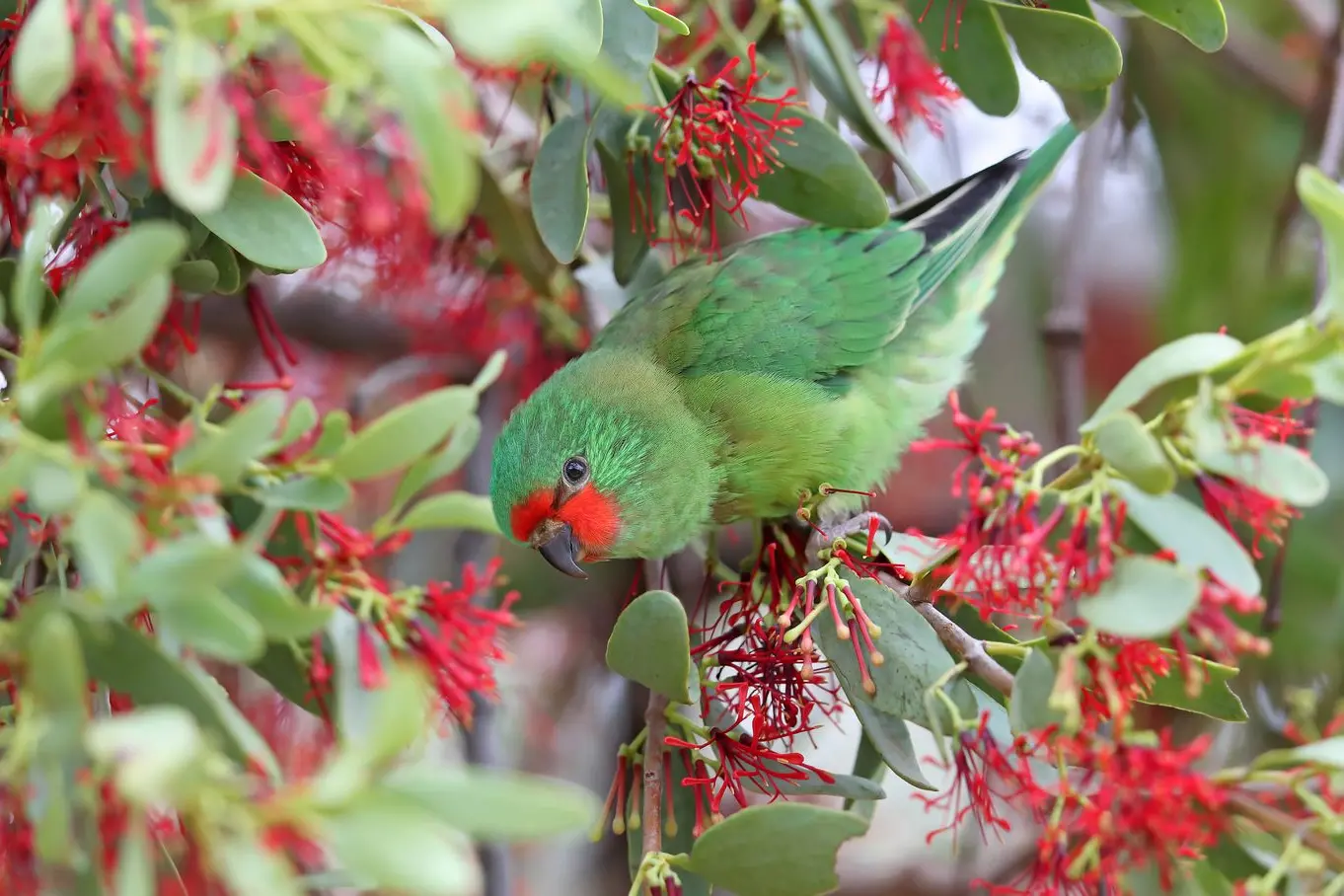 IRRESISTABLE: A young Little Lorikeet feasts on nectar from the flowers of fleshy mistletoe. PHOTO: Chris Tzaros (Birds Bush and Beyond)