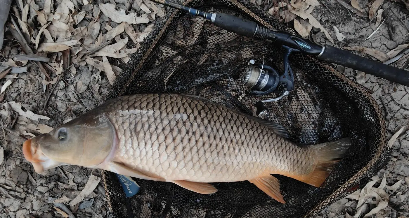 Fishing remains 'hit or miss', particularly for Murray cod