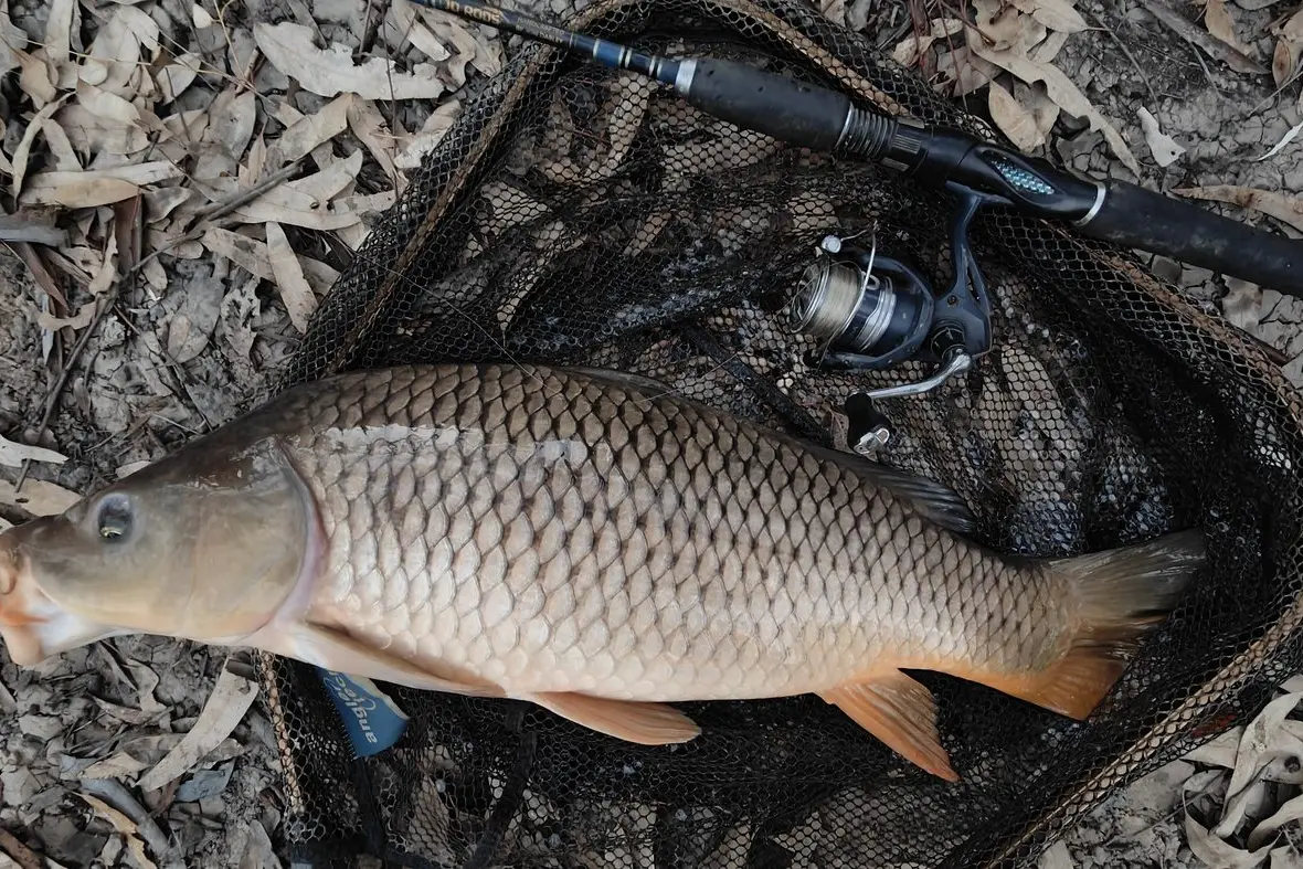CARP CAUGHT: A very large European Carp caught in the Ovens River near Peechelba on worms last week. \\n