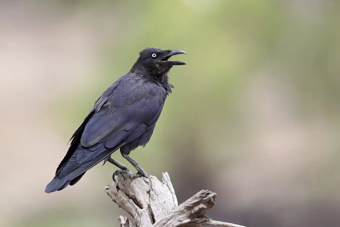 AH, AH, AH, AAAAH: An Australian Raven with its large throat hackles showing whilst calling. PHOTO: Chris Tzaros (Birds Bush and Beyond)