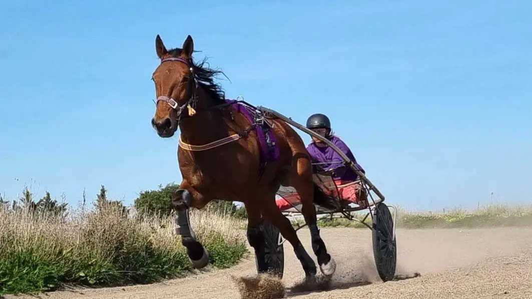 Delight and thrills at harness club meet