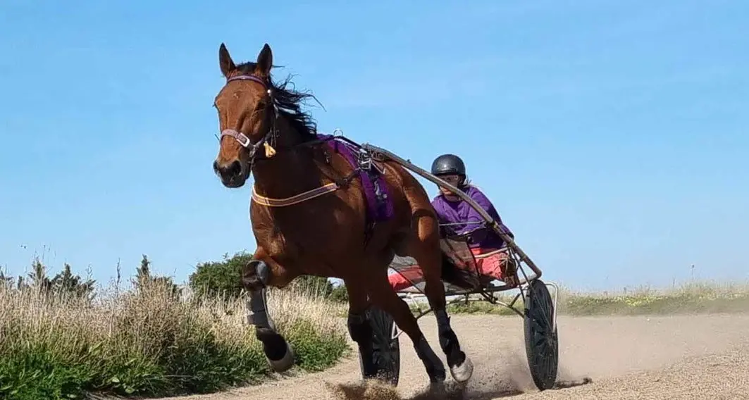 Delight and thrills at harness club meet