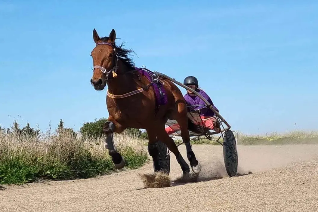 CUP WINNER: Kim Procter\\'s Abitofadreamer claimed victory in Sunday\\'s Wangaratta Trotters Cup.