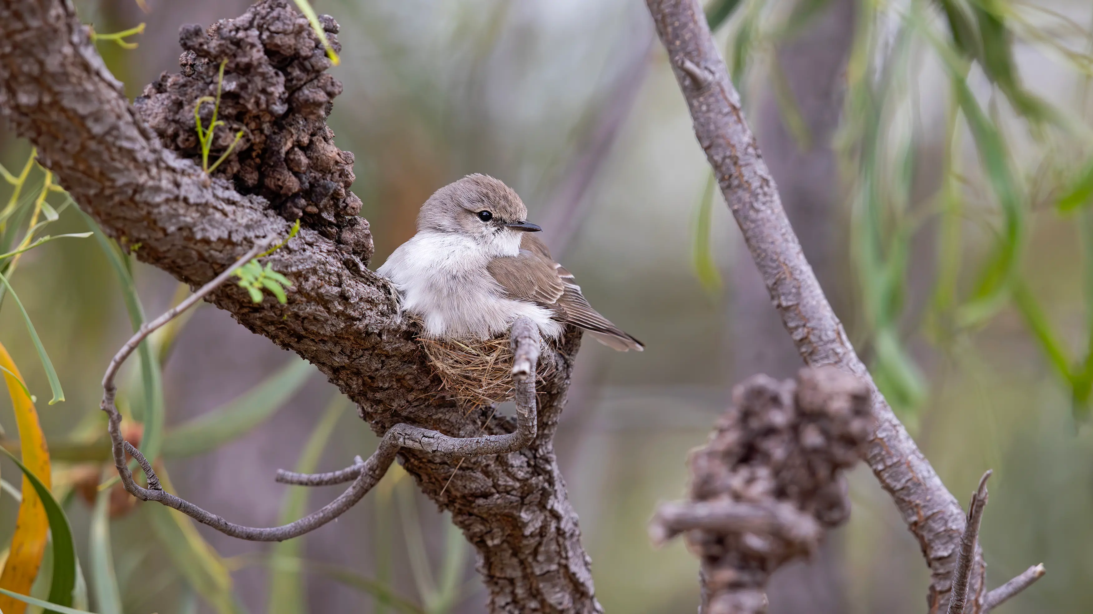 Spring is in full swing for the Jacky Winter