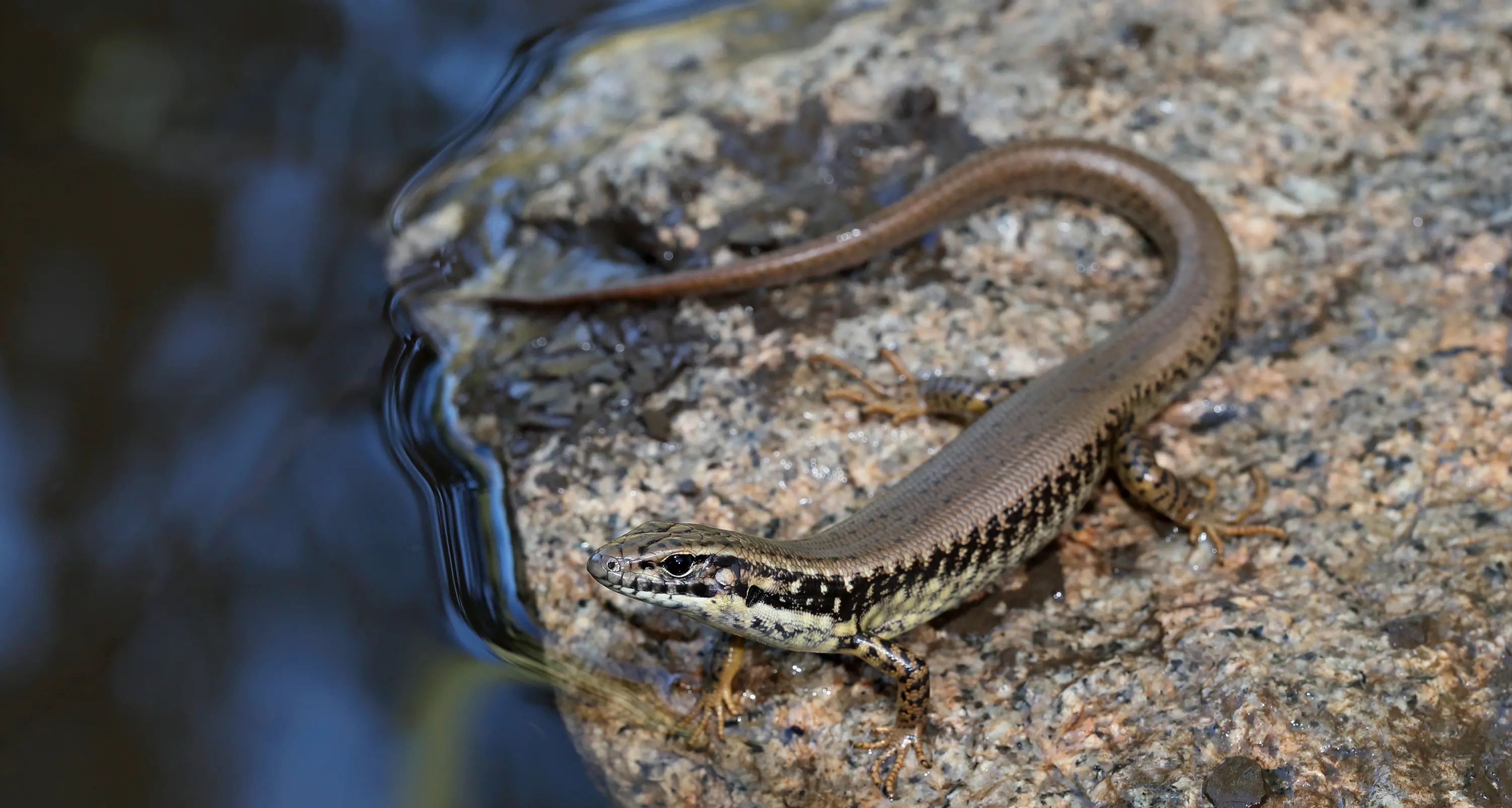 Water-loving skinks…