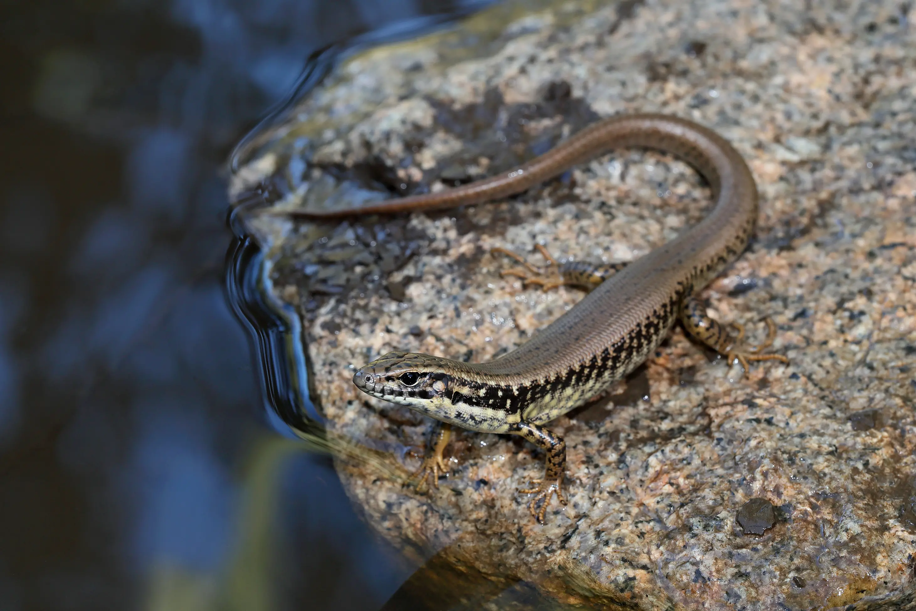 <p>STRIKING: Yellow-bellied Water Skinks are one of the most attractive small reptiles found in the North East region. PHOTO: Chris Tzaros (Birds Bush and Beyond).</p>\\n