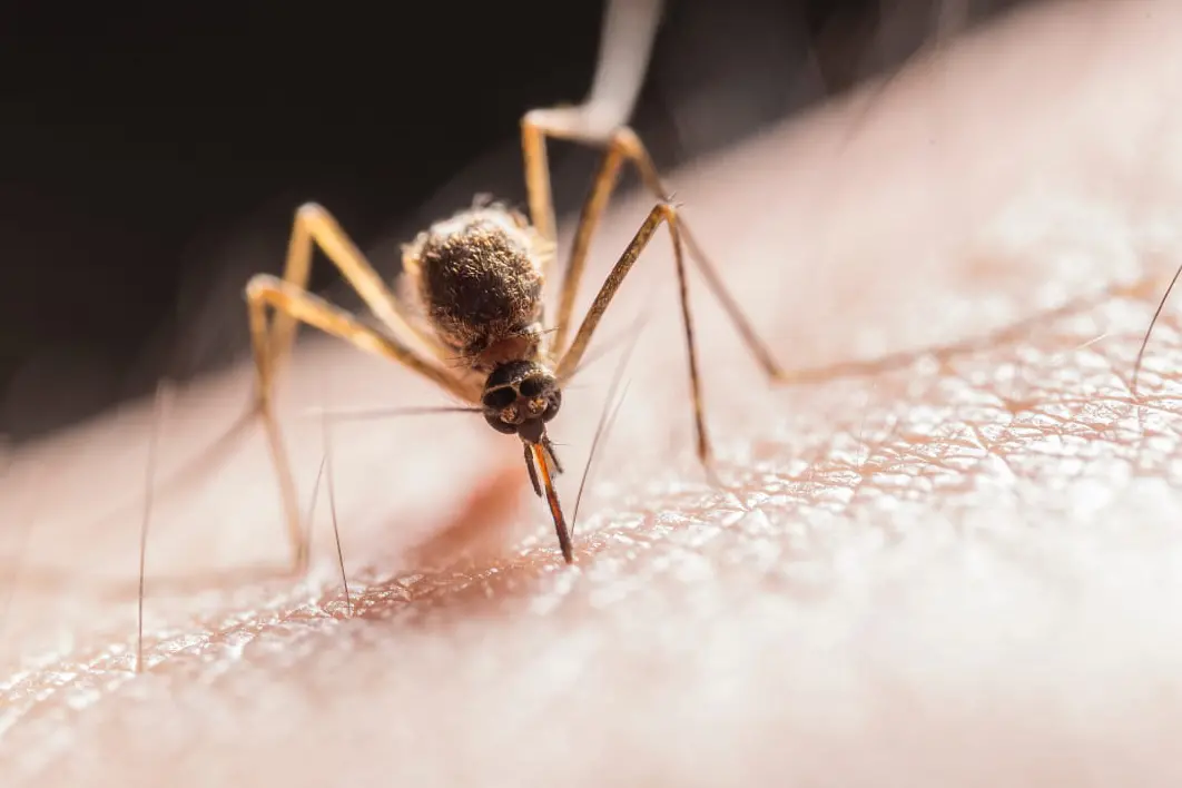 <p>NASTY: Simple and practical steps you can take to reduce the risk of being bitten by mosquitoes.</p>\\n