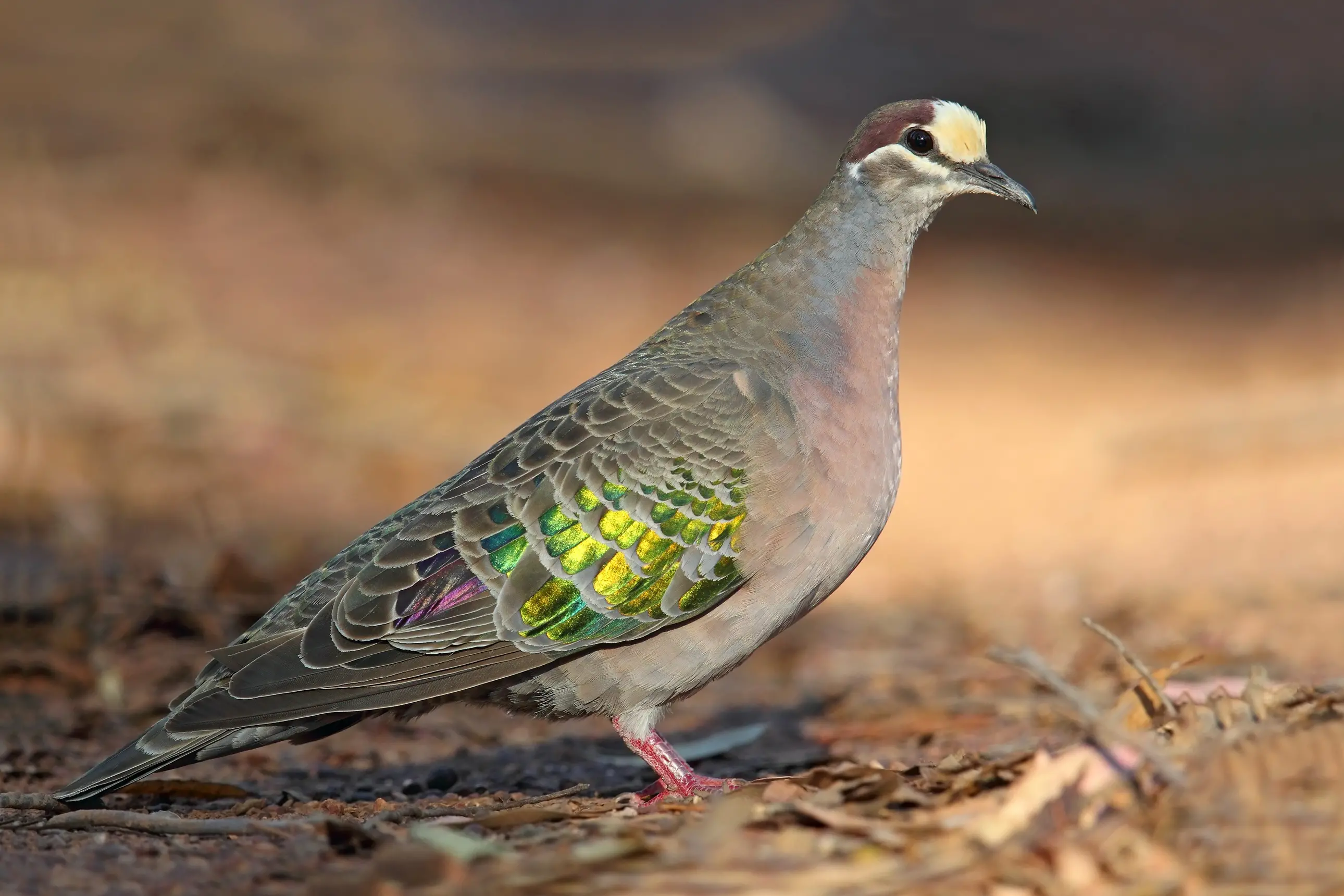 <p>MORE THAN MEETS THE EYE: A male Common Bronzewing showing its magnificent metallic bronze wing patch. PHOTO: Chris Tzaros (Birds Bush and Beyond)</p>\\n
