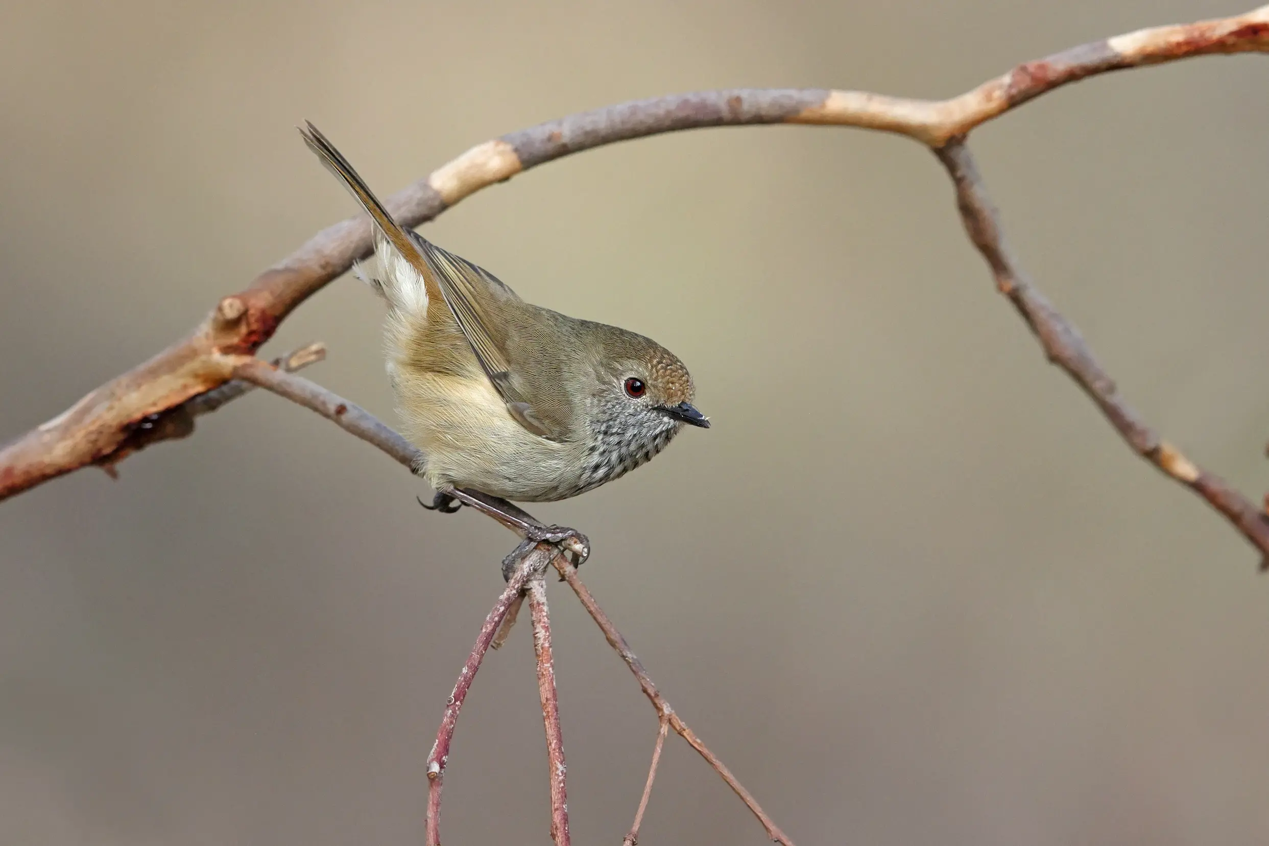 <p>WELCOME VISITOR: Brown Thornbill may be plain in appearance but have a bold personality to brighten any setting. PHOTO: Chris Tzaros (Birds Bush and Beyond)</p>\\n