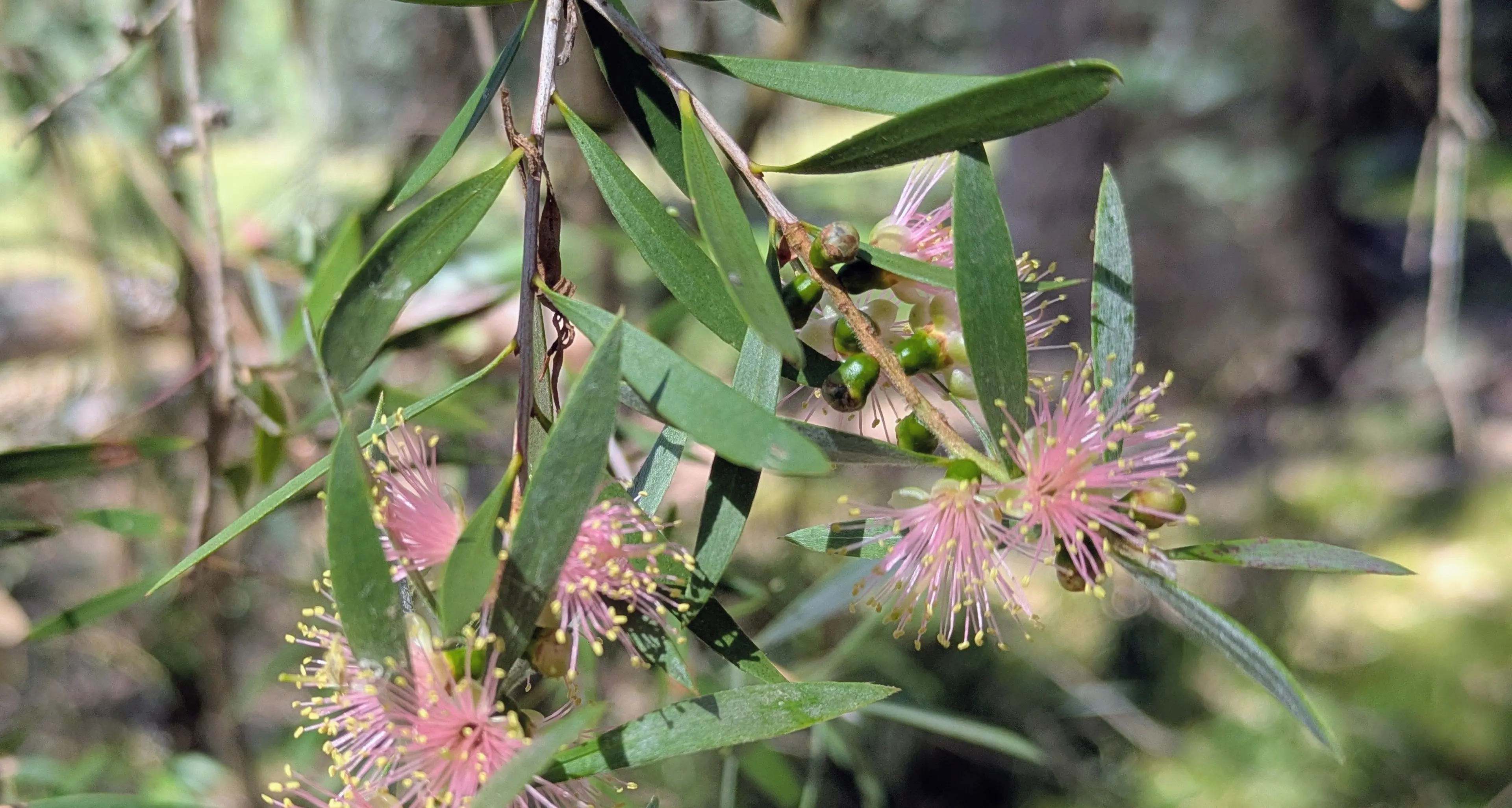 The River Bottlebrush - a natural haven for birds and fish