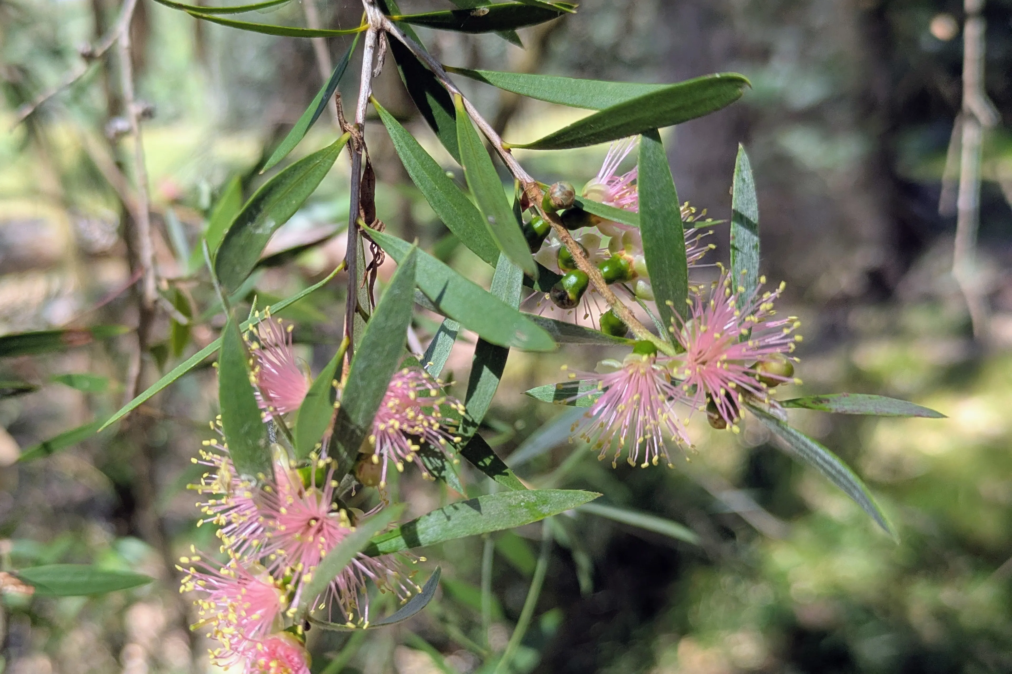 <p>A RARE TREAT: A beautiful pink flowering River Bottlebrush growing along the Ovens River. PHOTO: Ian Davidson</p>\\n