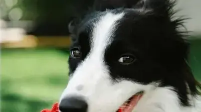 Overwatch plan on dogs and cats adopted