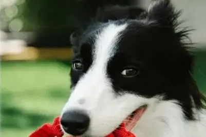 <p>WALKIES: A new plan details where off-leash parks exist, allowing dogs to freely exercise under the supervision of their gleeful owners.</p>\\n