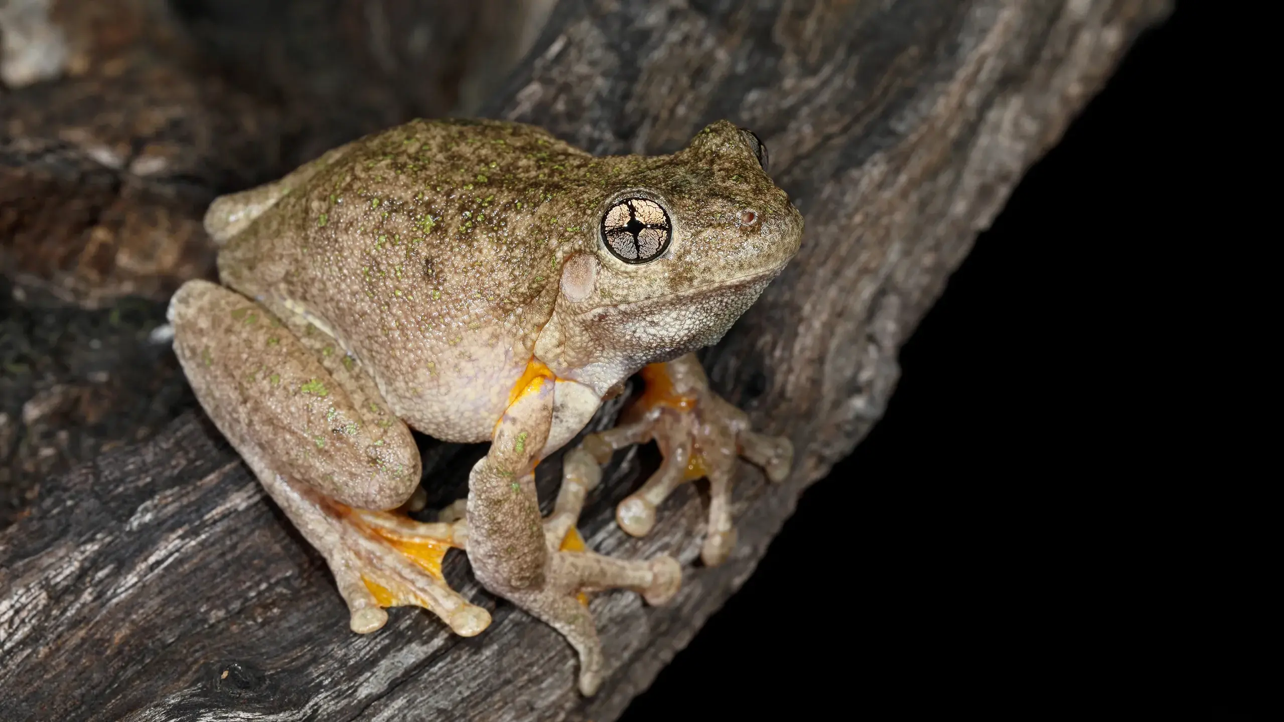 Purring through the summer nights – the Peron’s Tree Frog